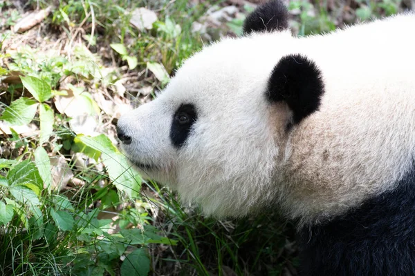 成都熊猫基地北川大熊猫大熊猫名毛茸茸的谢克 — 图库照片