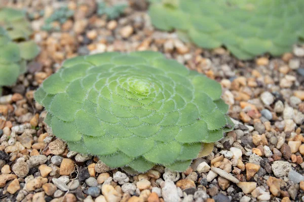 Beautiful Shape Amazing Surface Cactus — Photo