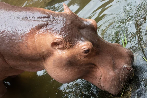 Een Portarit Van Gelukkige Hippopotamus — Stockfoto