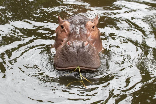 Een Portarit Van Gelukkige Hippopotamus — Stockfoto