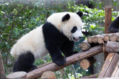 Küçük şirin panda ağaçta dinleniyor, Chengdu Panda Üssü, Chengdu, Çin