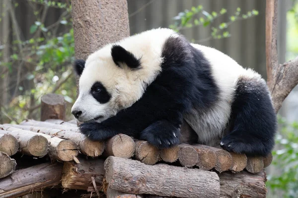 Mała Urocza Panda Spoczywa Drzewie Chengdu Panda Base Chengdu Chiny — Zdjęcie stockowe