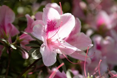 Bahar geliyor. Parlak renkli açelya çiçekleri parkın her yerinde çiçek açıyor.