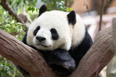 Ağaçta uyuyan panda, Chengdu panda üssü, Çin