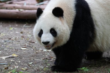Bahçede yürüyen sevimli mutlu panda, Chengdu, Çin