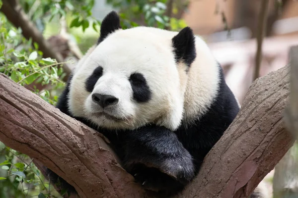 close up sleeping panda on the tree, Chengdu panda base, China