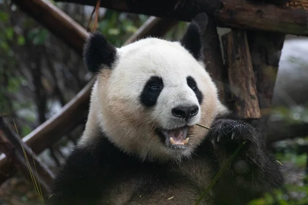Egy Portré Boldog Panda Chengdu Panda Bázis Kína — Stock Fotó