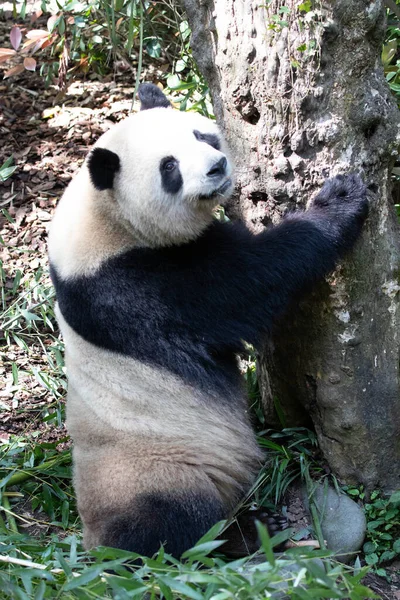 Belle Pose Panda Heureux Mei Lan Alias Rou Rou — Photo