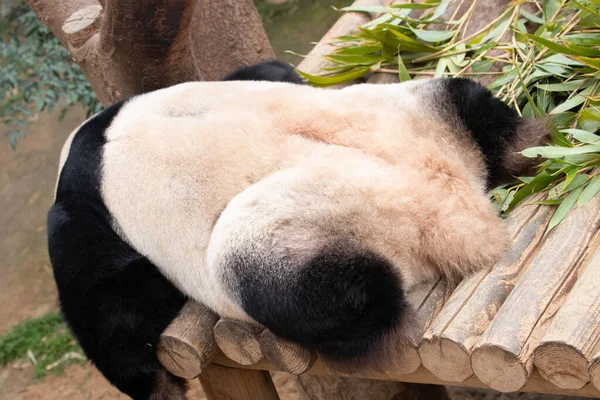 Curiosa Pose Panda Durmiente Bao Corea Del Sur — Foto de Stock