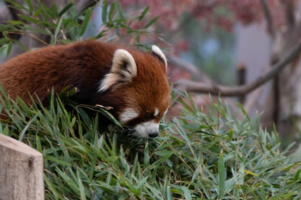 Red panda, lesser panda is sleeping on the tree