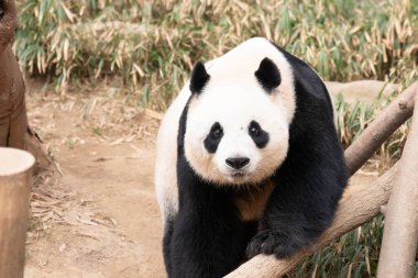 Mutlu Tüylü Dev Panda, Ai Bao, Güney Kore