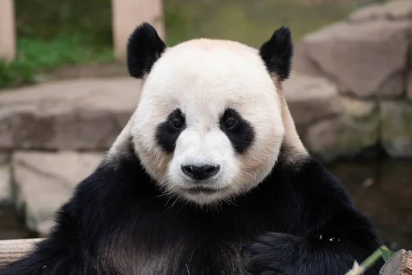 Close Speelse Mannelijke Panda Boa Soith Korea — Stockfoto
