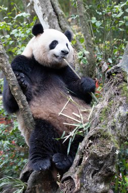 Ağaçta Bambu Yiyen Şirin Dev Panda, Panda Vadisi, Çin