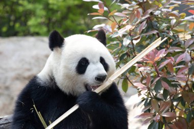 Şirin küçük panda Bambu yiyor, Chengdu, Çin