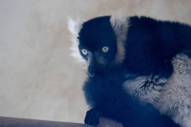 Şirin Sırt ve Beyaz Lemur kameraya bakıyor.