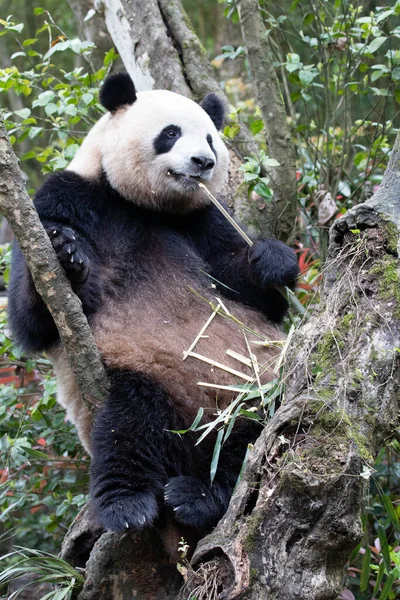Mignon Panda Géant Mangeant Bambou Sur Arbre Vallée Panda Chine — Photo