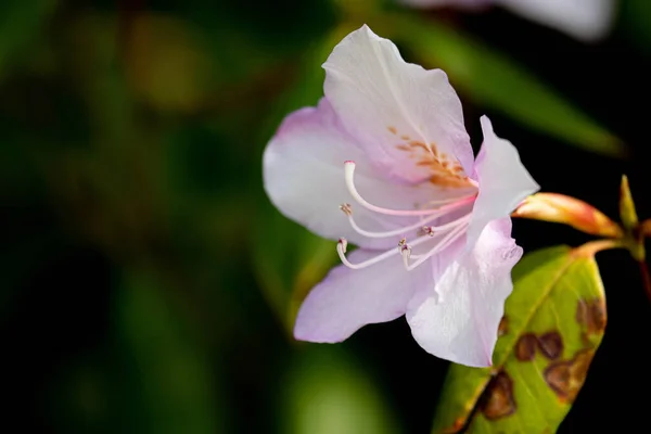 Приближается Весна Яркие Цветущие Азалии Цветут Всему Парку — стоковое фото