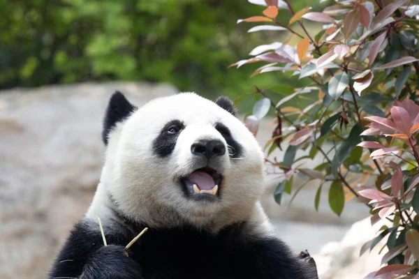 閉じるかわいいパンダを食べる竹 — ストック写真