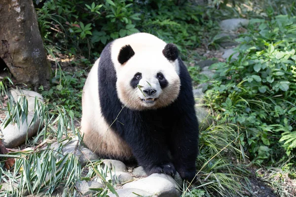 熊猫快乐极了 美兰正在看着摄像机 — 图库照片