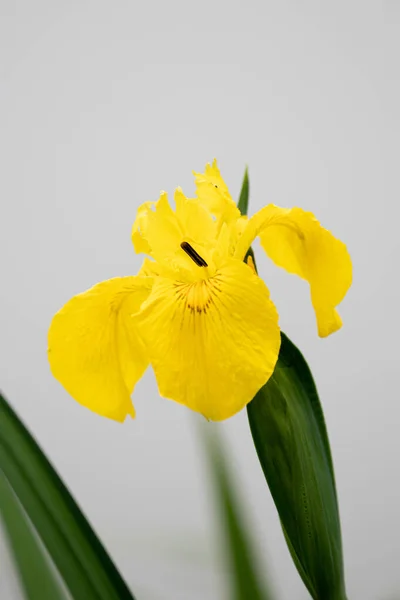 Acerca Primavera Iris Amarilla Bienvenida Nueva Temporada —  Fotos de Stock