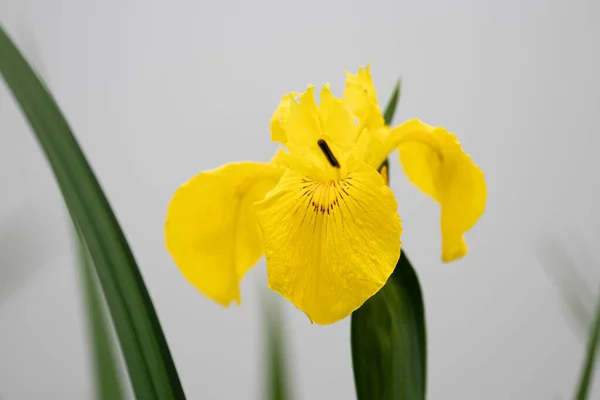Acerca Primavera Iris Amarilla Bienvenida Nueva Temporada —  Fotos de Stock