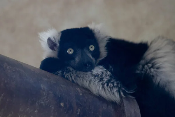 Niedlicher Rücken Und Weißer Lemur Blickt Die Kamera — Stockfoto