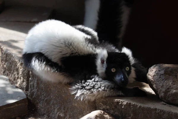 Cute Back White Lemur Смотрит Камеру — стоковое фото