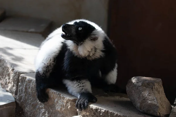 Carino Indietro Bianco Lemure Guardando Fotocamera — Foto Stock