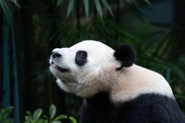 Erkek Dev Panda Kai Kai 'nin yan görüntü portresi, Singapur