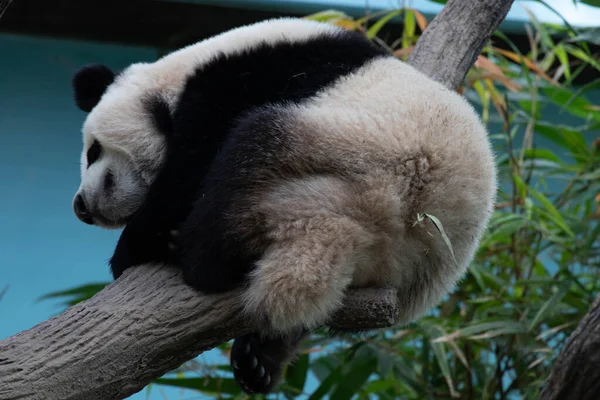 Happy Panda Schlafend Auf Dem Baum — Stockfoto