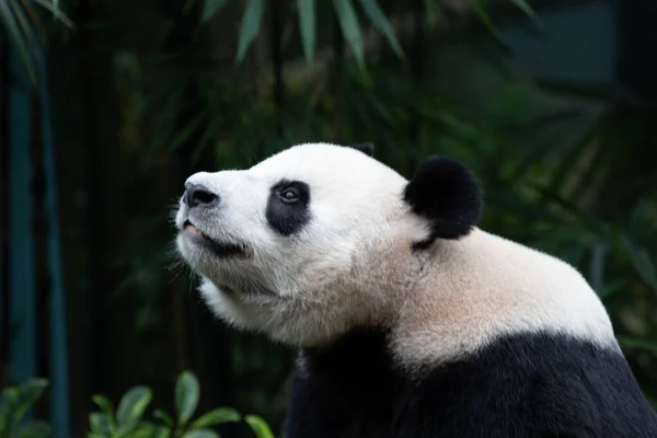 Boční Pohled Portrét Mužské Obří Pandy Kai Kai Singapur — Stock fotografie
