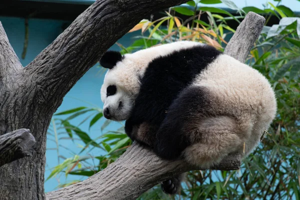 Happy Panda Dormindo Árvore — Fotografia de Stock