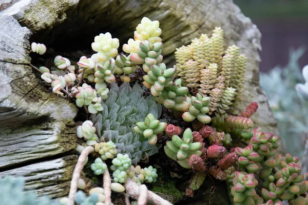 Succulent Garden Arrangement Tiny Space Minimalist Lifestyle — 스톡 사진
