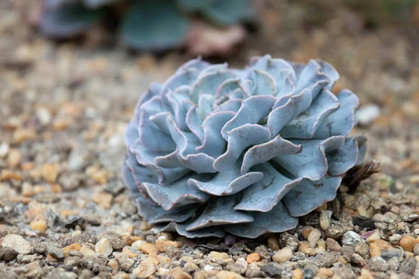 Beautiful Shape Amazing Surface Cactus — Fotografia de Stock