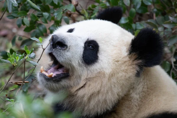 成都熊猫基地一只毛茸茸的熊猫的侧像 — 图库照片