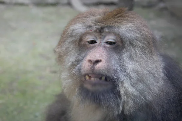 Pose Engraçada Macaco Tibetano Pere David Macaque Ele Mostra Como — Fotografia de Stock