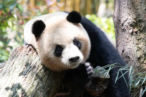 毛绒绒大熊猫的肖像画 奥廖夫 — 图库照片