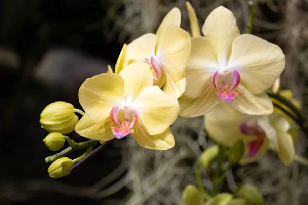 Orquídea Amarela Bonita Traça Phalaenopsis Flor — Fotografia de Stock