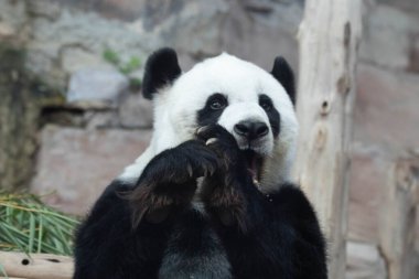 Tatlı dev panda bambu yiyor