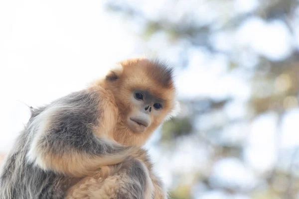 Krásná Barevná Zlatá Opice Relaxující Dvoře — Stock fotografie