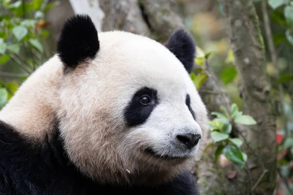 Közeli Női Panda Mei Lan Panda Garden Chengdu Kína — Stock Fotó