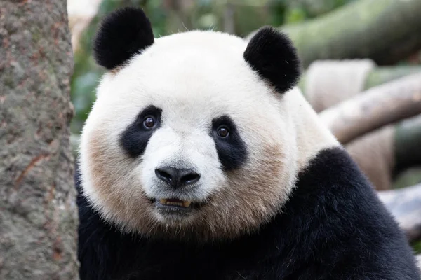 Close Vrouwelijke Panda Mei Lan Panda Garden Chengdu China — Stockfoto