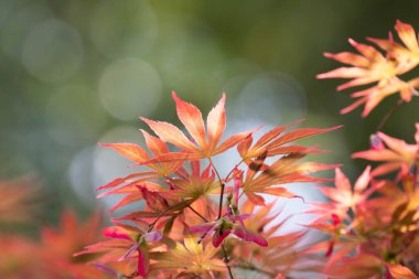 Bahar geliyor, Japon akçaağaç ağaçları parkın her yerine kırmızı yapraklar serpiştiriyor.