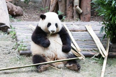 Fluffy Panda, He Hua, bahçede oturuyor, Chengdu Panda Üssü, Çin