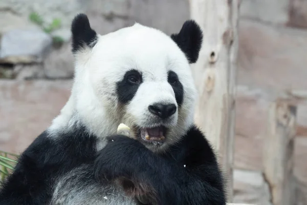 Doce Gigante Panda Comer Bambu Atirar — Fotografia de Stock