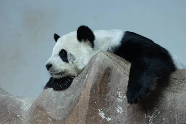 Sladká Panda Odpočívá Skále — Stock fotografie