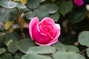 Güzel kırmızı gül Baharda parkın her yerinde çiçek açıyor