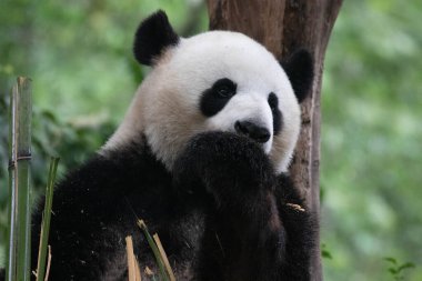 Düşünen Dev Pandanın Portresi, Chengdu Panda Üssü, Çin