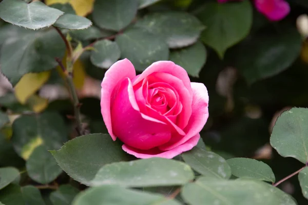 Rosa Vermelha Bonita Florescendo Todo Parque Primavera — Fotografia de Stock