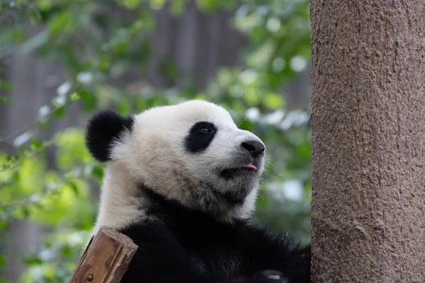 Boldog Óriás Panda Eszik Bambusz Panda Valley Chengdu Kína — Stock Fotó